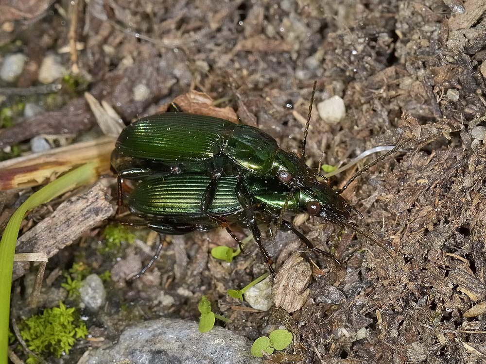 Coppia di Poecilus lepidus gressorius